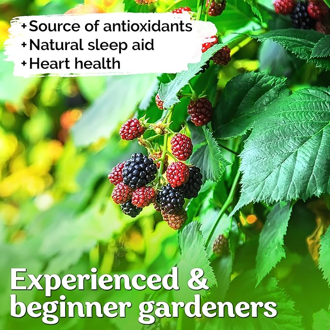 KVITER 50 Black Raspberry Seeds (Rubus Occidentalis) – Organic Raspberries Heirloom Seeds, Non GMO Blackcap Berries Perennial Bush Seeds – Perfect Fruit Seeds for Planting in Any Outdoor Garden