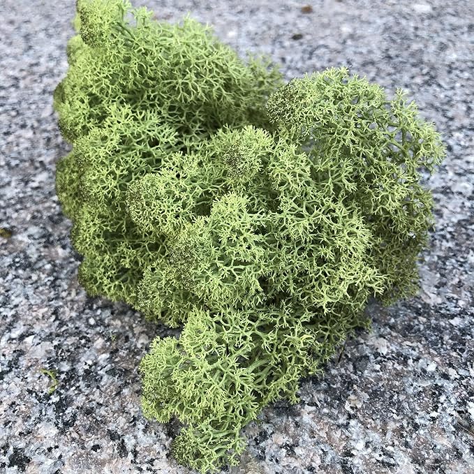 prefleur Preserved Reindeer Moss Natural Green DIY Kit Gardenning Art Wall Decor Florist Decor Easter Table Decor Wedding
