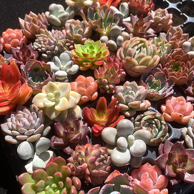 THE ONE BLOOM Mix DIY Rare Live Succulent Plants, 0.5-1,5" Random Mystery Bulk Succulent Live Plant, Without Pot & Soil, 6/12/24 Pcs, Garden Indoor Office Desk Decoration, Plant Gifts (12)