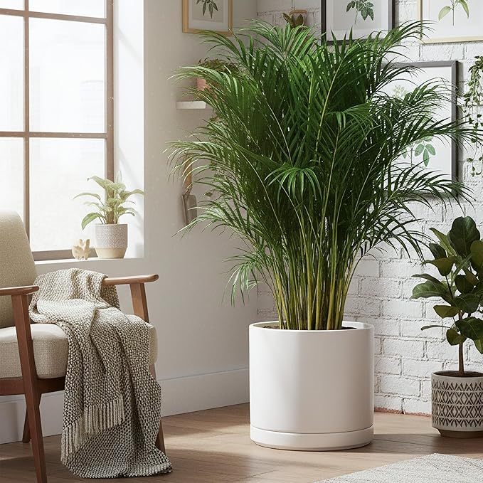 D'vine Dev 16 Inch Ceramic Planter Pot with Drainage Hole and Saucer, Indoor Cylinder Round Planter Pot, White, 94-O-H-1