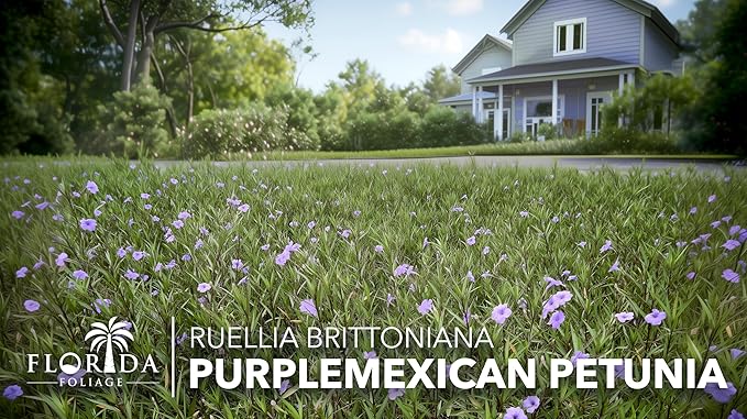 Mexican Petunia Purple | 3 Live 4 Inch Plants | Ruellia Brittoniana | Purple Flowering Landscape Pollinator | Heat Tolerant Groundcover | Outdoor Perennial for Gardens Borders Walkways Containers