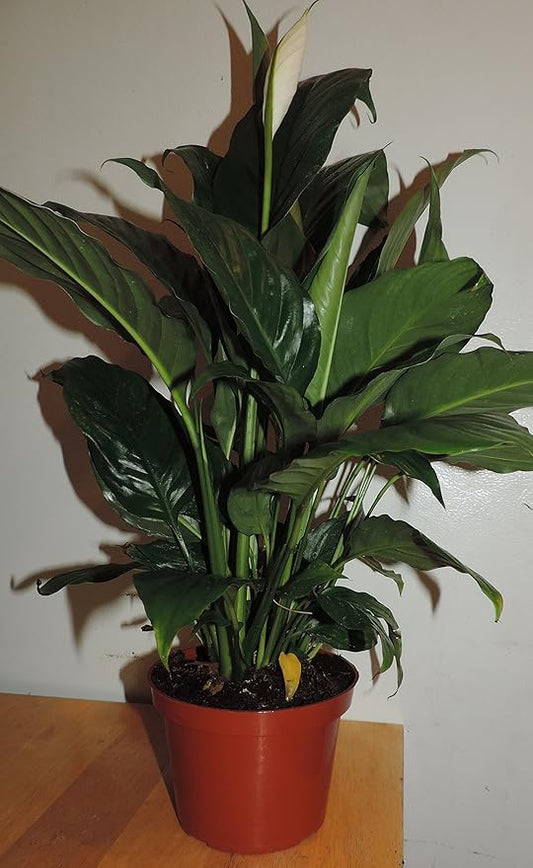 1-Peace Lily Plant - Spathyphyllium - Great House Plant - 6" Pot Unique -from jmbamboo