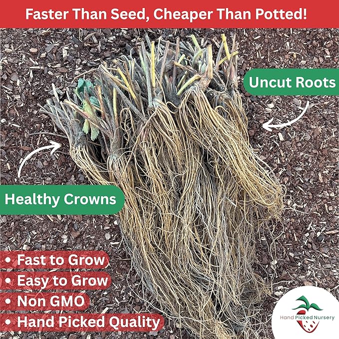'Jewel' June Bearing Bare Root Strawberry Plants - Large Strawberries, High Yields, and Consistent Performance! from Hand Picked Nursery (15)