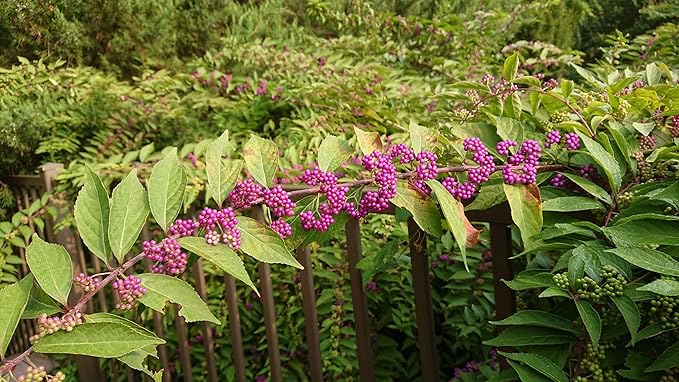 American Beautyberry | 10 Live Plants | Callicarpa Americana | Bird Attracting Beautiful Berries and Foliage