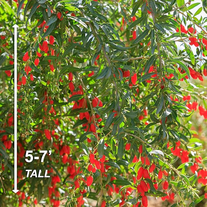 Garden State Bulb Common Goji Berry Tree Bare Roots, Non-GMO (Bag of 2)