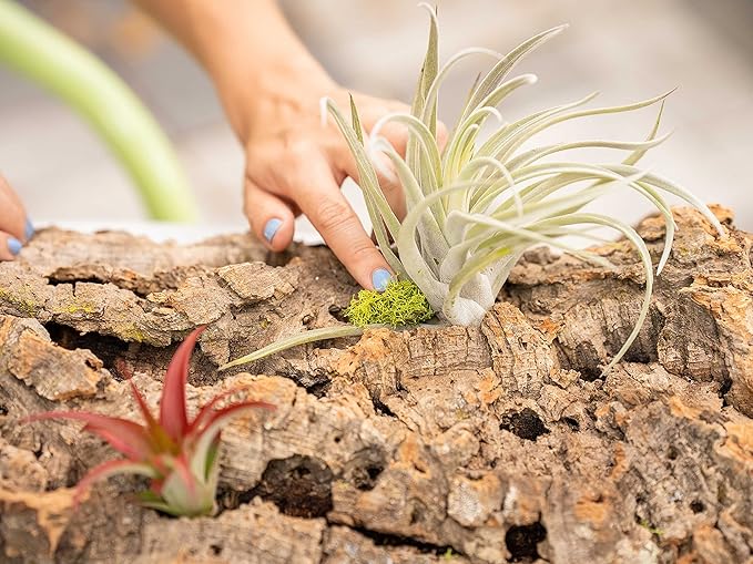 Medium Natural Cork Bark DIY Kit with Four Assorted Air Plants, Glue and Hook - Live Tillandsia Succulent House Plant - Wholesale and Bulk - Home and Garden Decor - Easy Care Indoor and Outdoor Plants