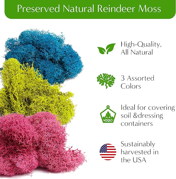 Creations by Nathalie – Premium Small DIY Terrarium Kit for Succulents, Cacti & Air Plants, Includes Soil, Moss, Pebbles, Tools, Amethyst Gem & Crystal Chips – Handmade in USA