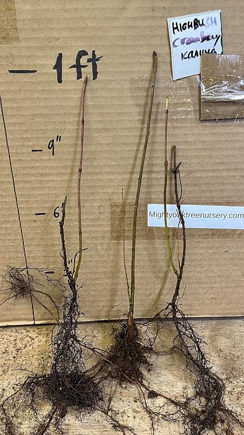 6-10" Tall Highbush Cranberry Plant, Viburnum opulus, Kalina, 1-2 Year Old