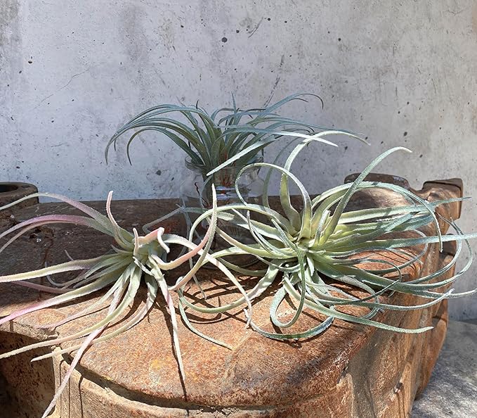 Casktcom® Extra Large Artificial Air Plants – Set of 3 Faux Tillandsia Bromeliads，Fake Succulent Plants – No Care Needed