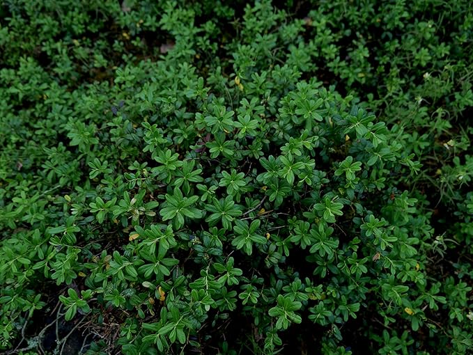 Jewel Blueberry Plants (2-Pack) - Live Berry Bush 5-8" - Container or Garden Growing - Large Sweet Berries - Hardy Zones 4-8