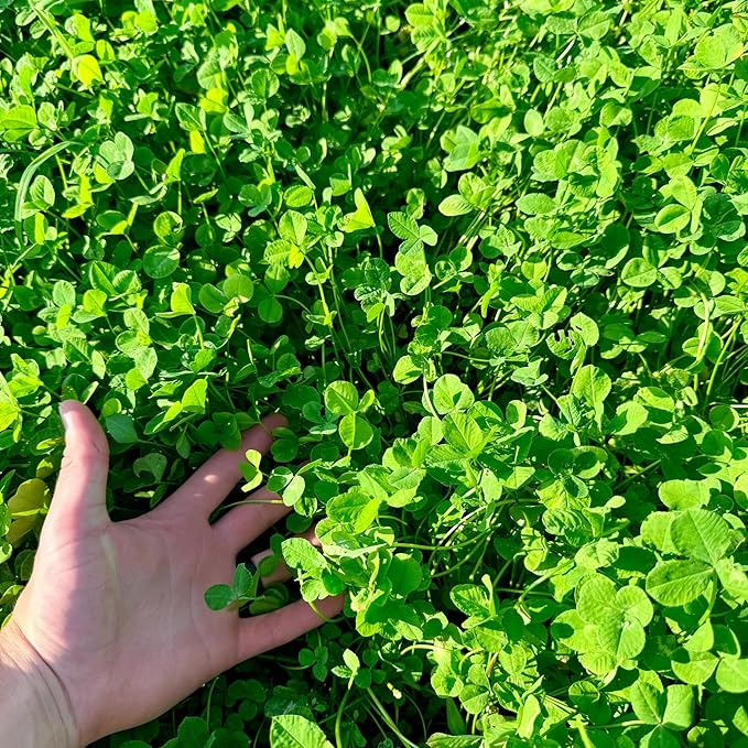 Whitetail Hill Clover Food Plot Seed for Deer and Turkeys, 1/2 Acre or 3 Acre, 5 Types of Clover, Perennial Blend, Cold Hardy, Drought Tolerant, Highly Palatable (1/2 Acre (3.5lbs))