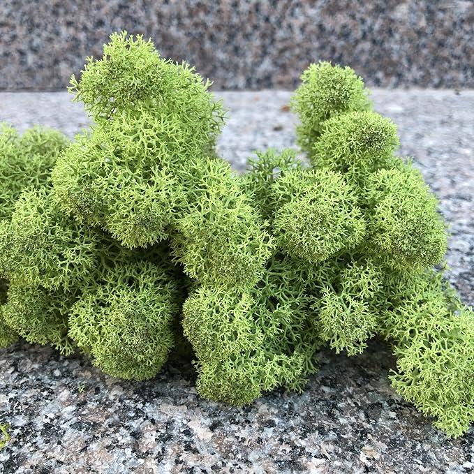 prefleur Preserved Reindeer Moss Natural Green DIY Kit Gardenning Art Wall Decor Florist Decor Easter Table Decor Wedding