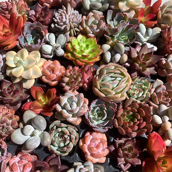 THE ONE BLOOM Mix DIY Rare Live Succulent Plants, 0.5-1,5" Random Mystery Bulk Succulent Live Plant, Without Pot & Soil, 6/12/24 Pcs, Garden Indoor Office Desk Decoration, Plant Gifts (24)