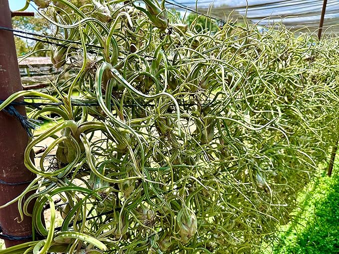 ragnaroc Air Plants - Flowering Tillandsia Caput Medusae, Large 5-7" - 3ct - Live Arrival Guaranteed - House Plants for Home Decor & Gift