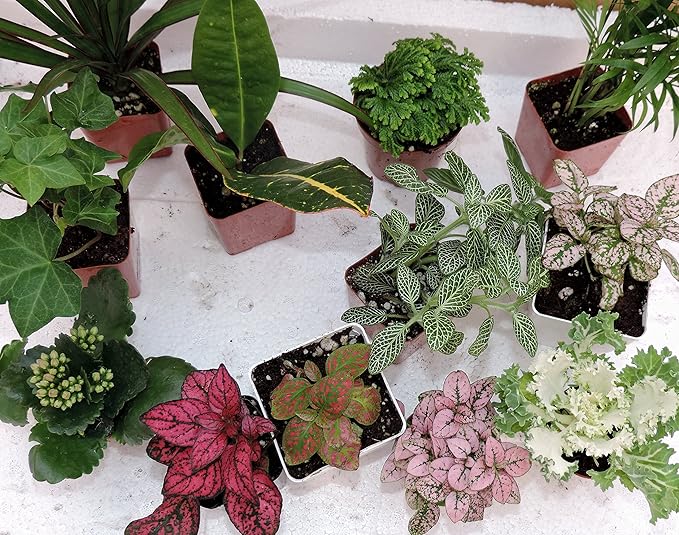 Terrarium & Fairy Garden Plants -3 Plants in 2.5" pots unique-jmbamboo