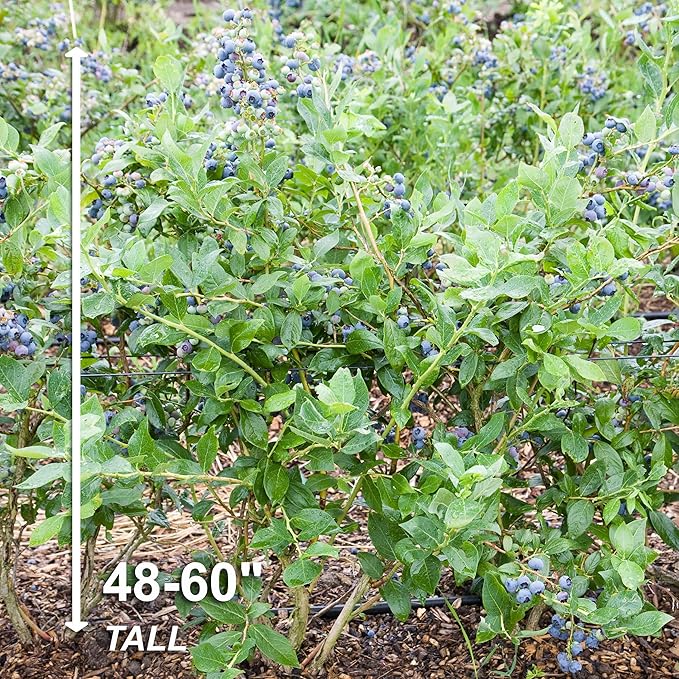 Garden State Bulb Jersey Blueberry Bare Root for Planting, Non-GMO, Spring (Bag of 1)