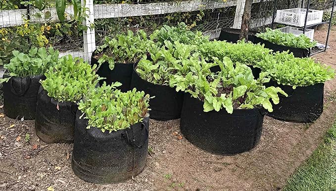 EnRoot Products LLC RootEase 5-Pack Garden Planting Fabric Pot, Heavy Duty Durable Grow Bags/Planter, Raised Bed Gardening, Best Eco-Friendly Grow Bags with Sturdy Handles (3 Gallon, Pink)