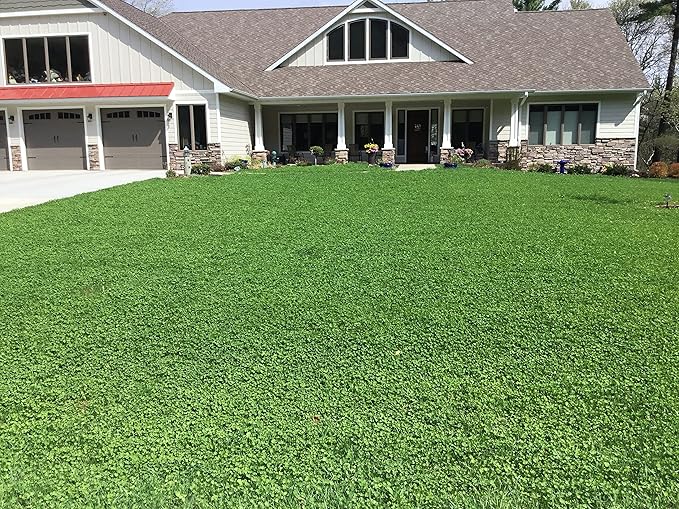 Flawn Seed White Dutch Clover Seeds, 2 Lbs, Organic Coated, Natural Lawn, Ground Cover, Food Plot, Zones 3-9, Covers up to 7,200 Sqft