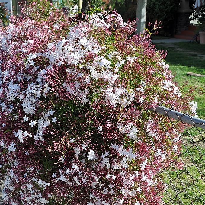 Pink Jasmine Vine - Jasminum Polyanthum - Fragrant & Blooming, Perfect for Indoor/Outdoor Decor (4 Pink jas sacs)