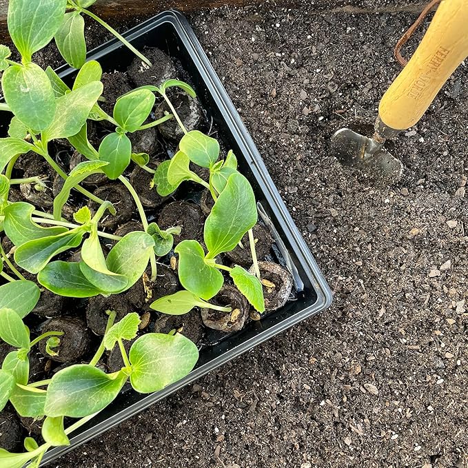Ferry Morse Jiffy Seed Starting Greenhouse Tray Kit with 72 36mm Peat Pellets and Bonus SUPERthrive Sample + Plant Markers, 2 Pack, 144 Pellets Total