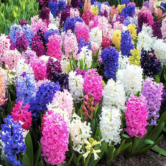 Hyacinth Mixed Bulbs - Perennial and Fragrant, Mix Hyacinths Bulbs for Planting | Long Lasting Beauty - Stunning Garden Display (20 Pack)