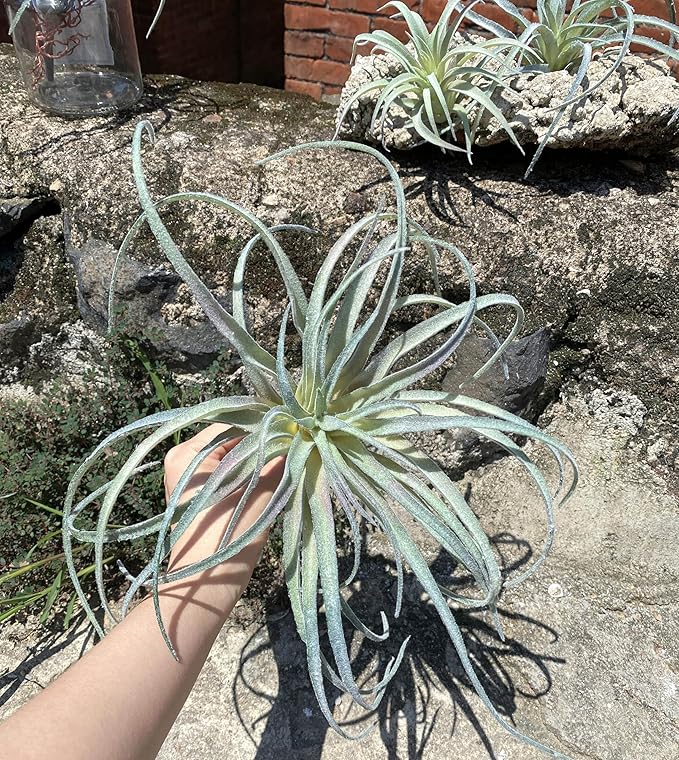 Casktcom® Extra Large Artificial Air Plants – Set of 3 Faux Tillandsia Bromeliads，Fake Succulent Plants – No Care Needed
